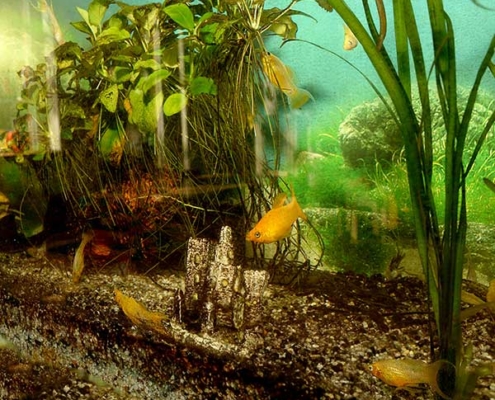 Das Aquarium der Kita Wittekstraße